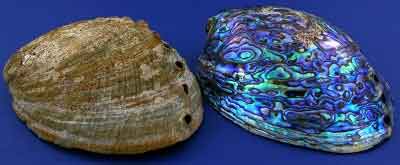 Abalone