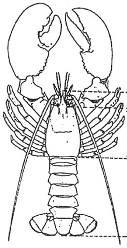 Lobster