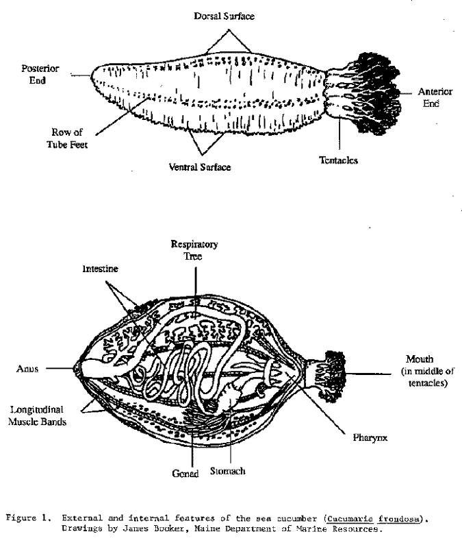 Sea Cucumber